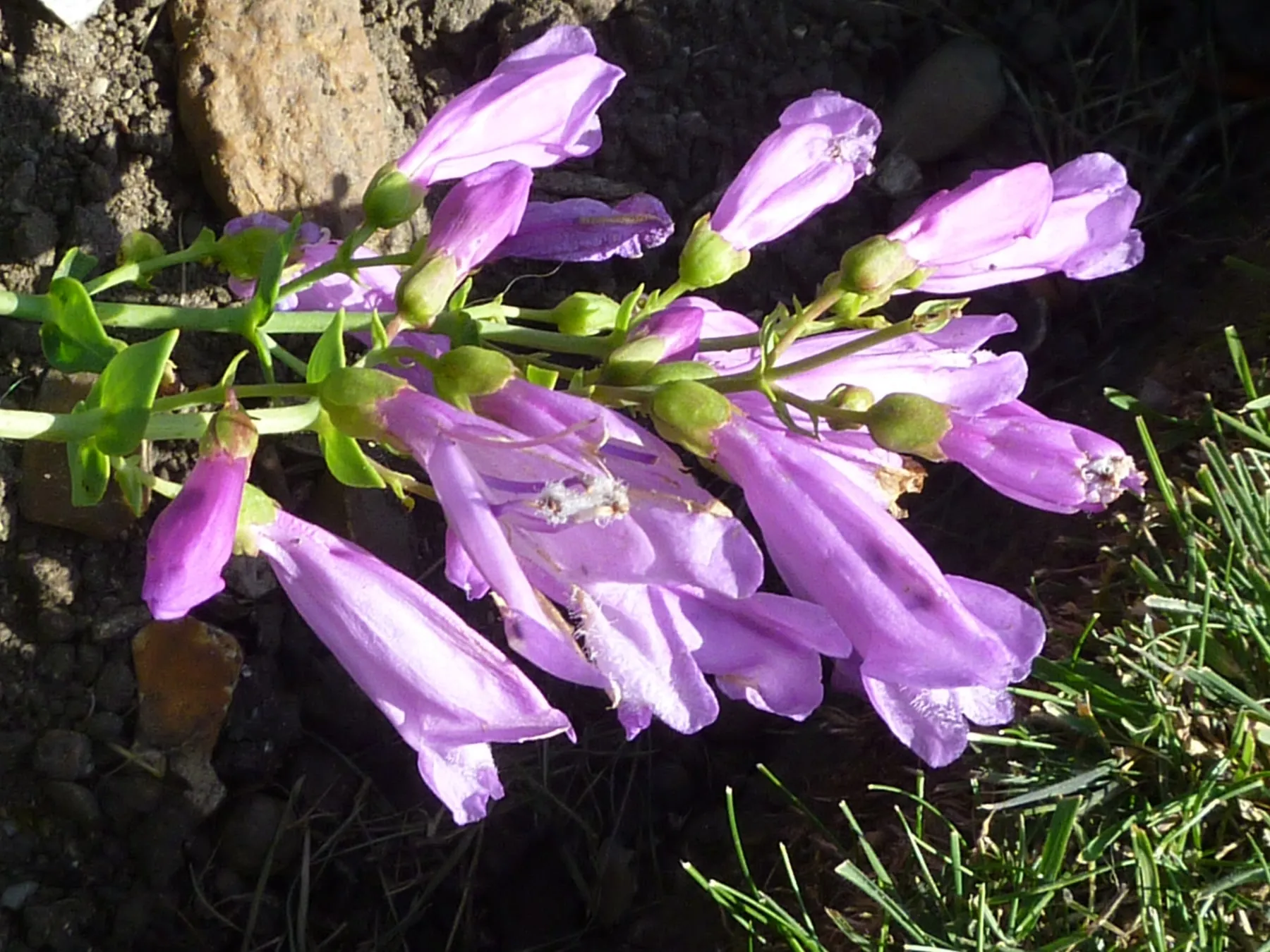 Rose-purple tubular flowers of Barrett’s penstemon
