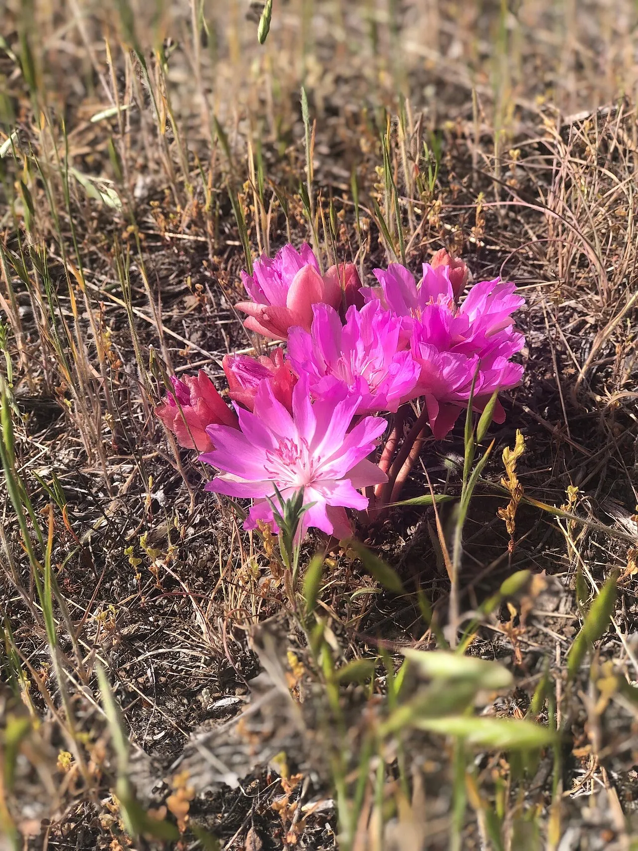 A pale pink bitterroot flower open against rocky ground