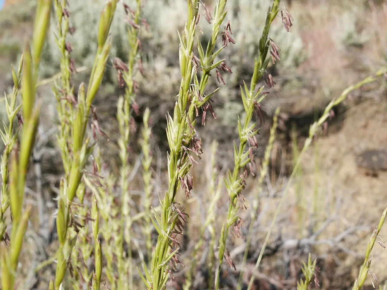 Bluebunch wheatgrass seed heads in a dry native grassland