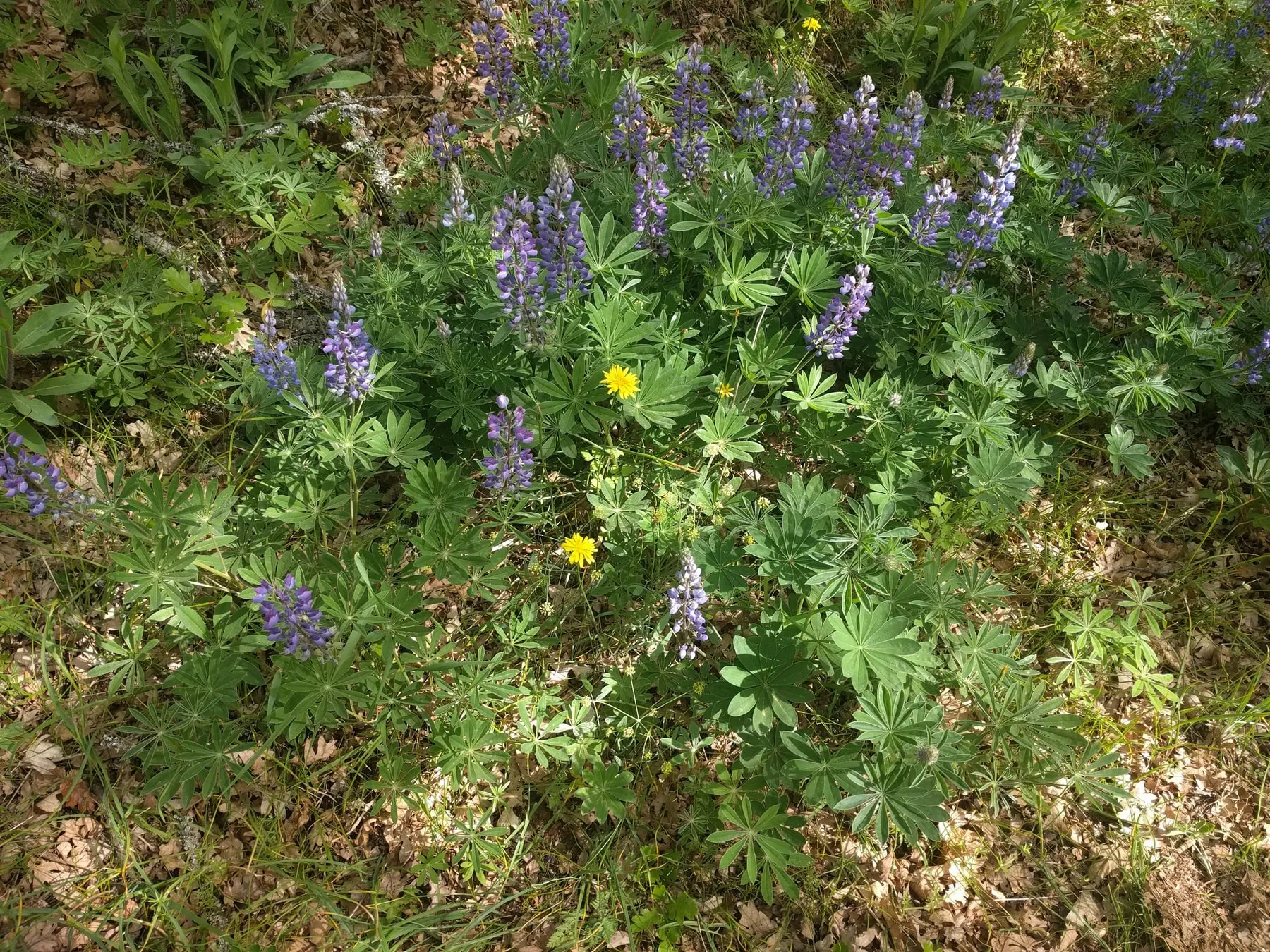 Purple Columbia Gorge broadleaf lupine blooming among broad palmate green leaves