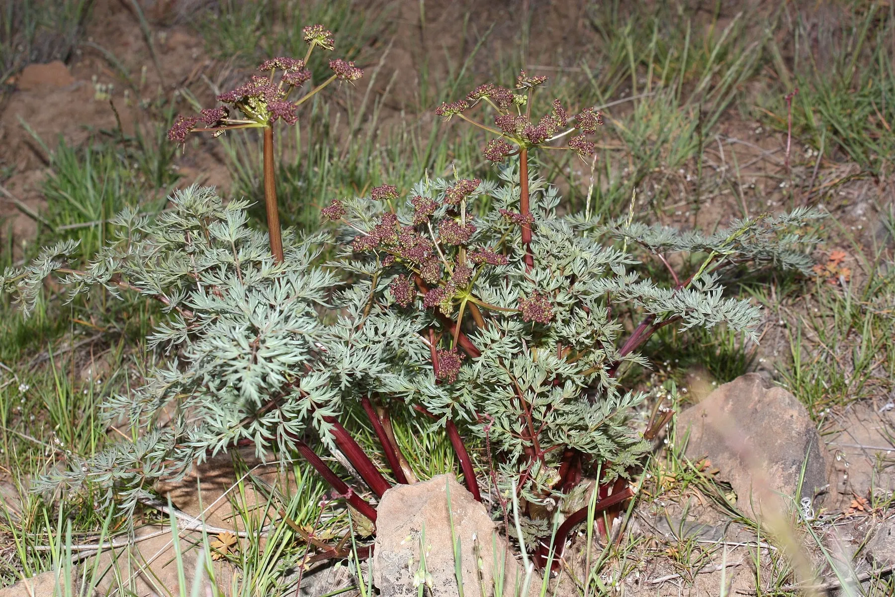 Burgundy fernleaf biscuitroot umbels above finely divided silver-green leaves