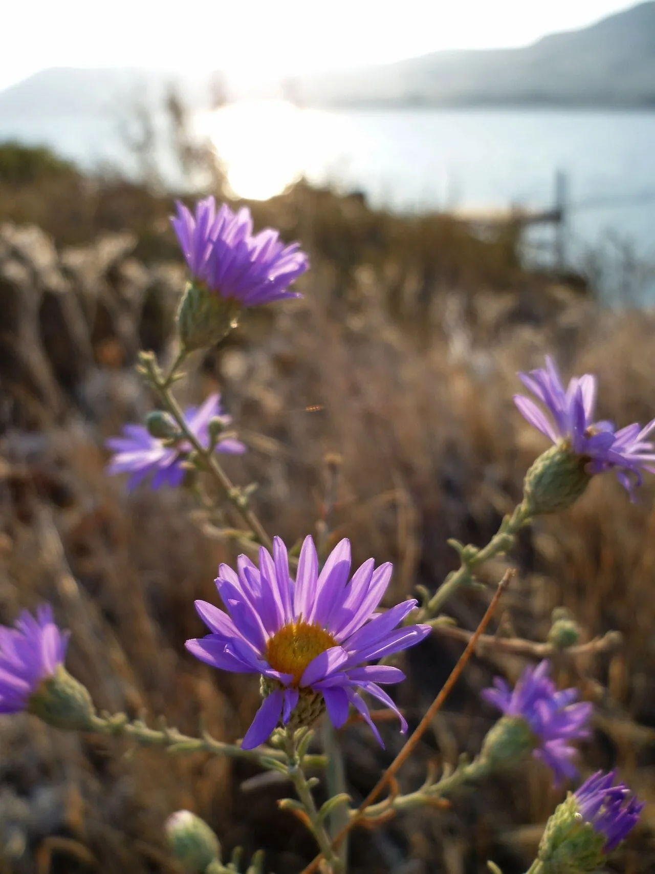 Purple hoary aster flowers beside the Columbia River