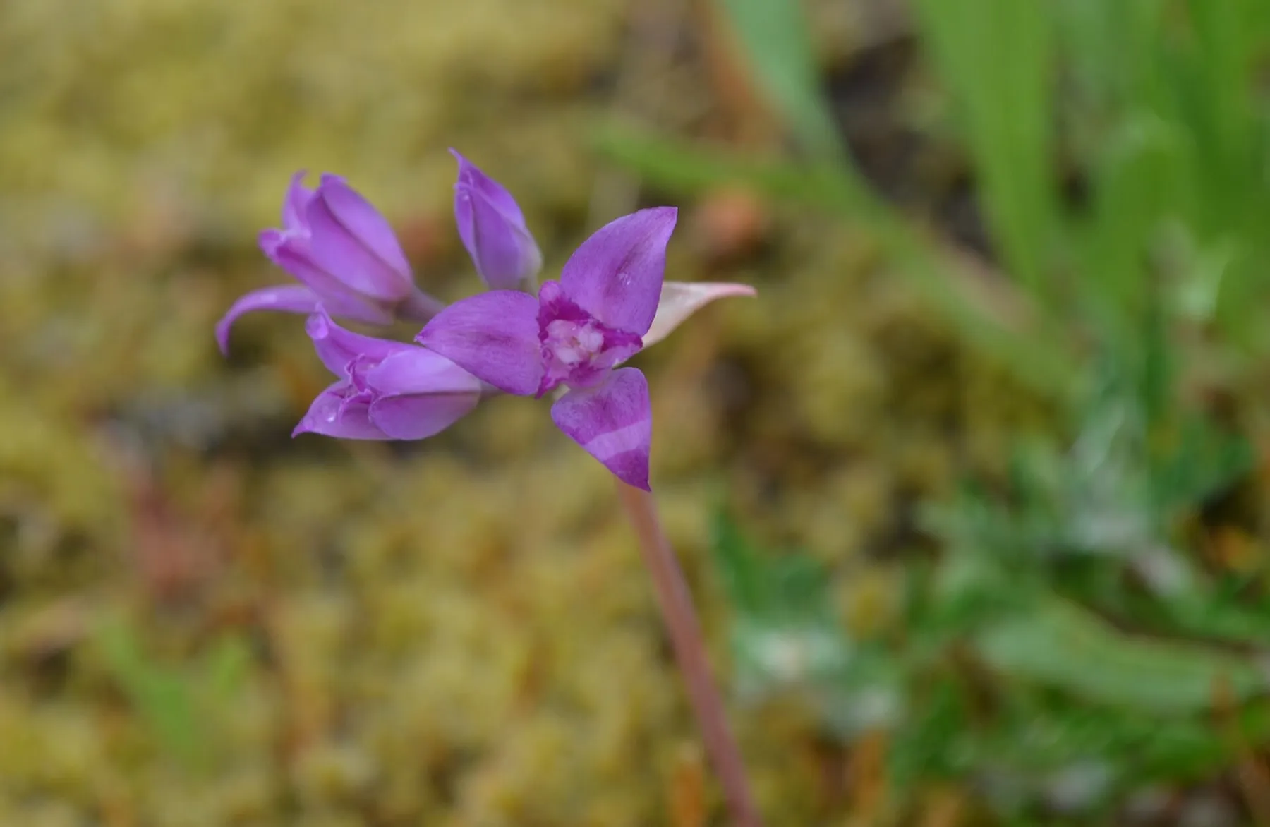 Pointed rose-pink flowers of Hooker’s onion