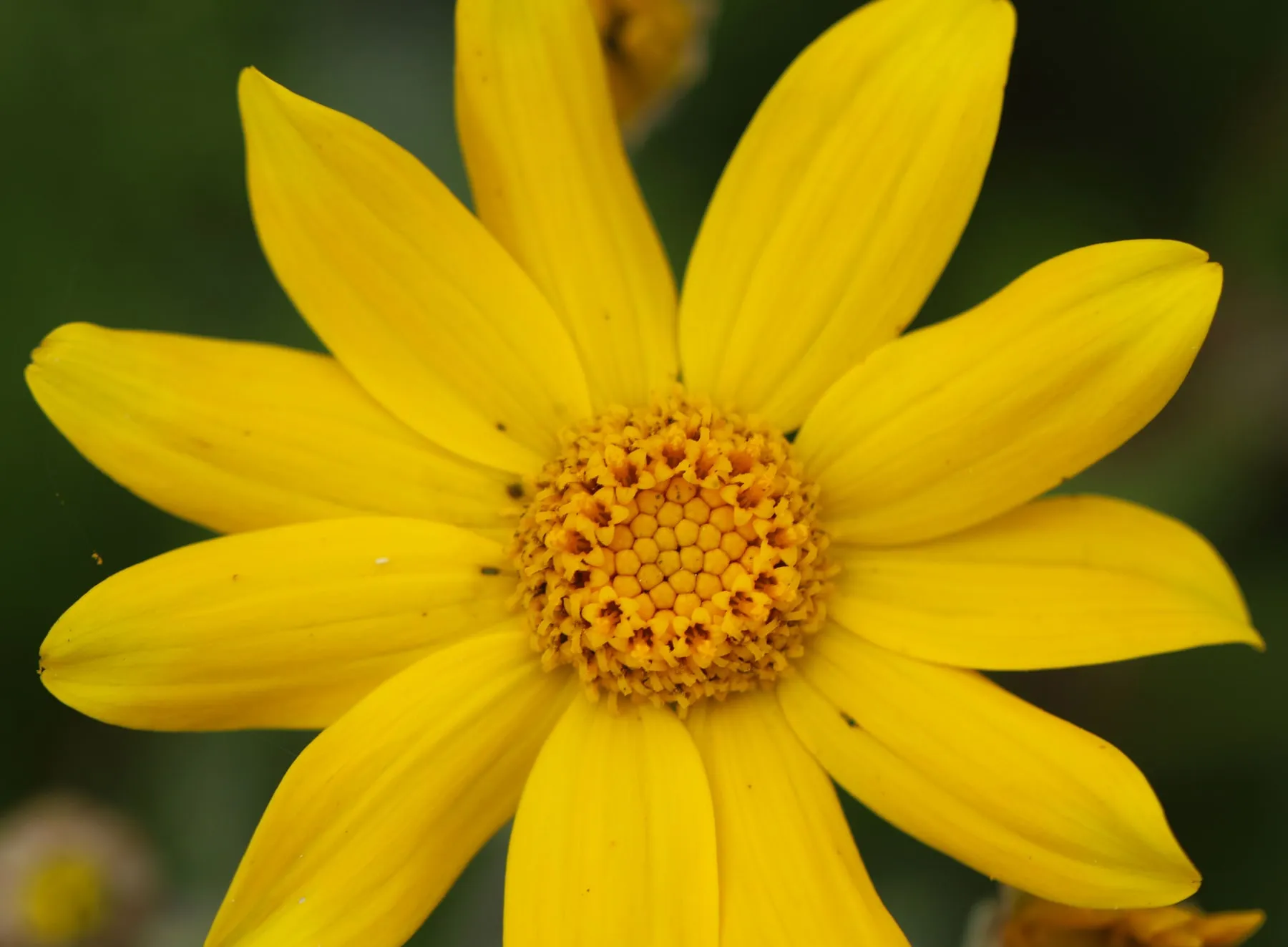 Golden Oregon sunshine flower in bloom
