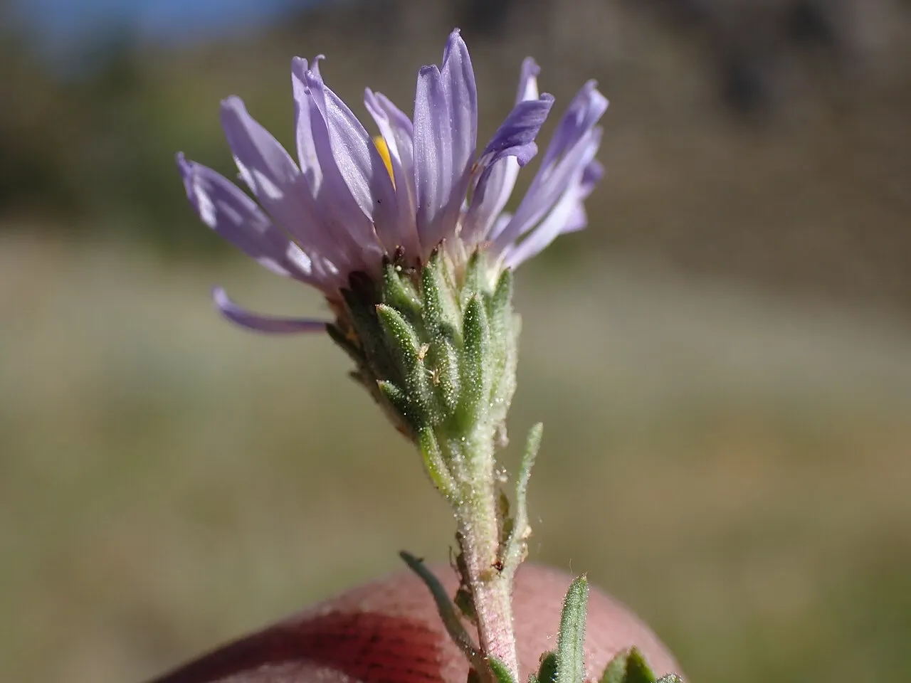 Small lavender prairie aster flowers in bloom