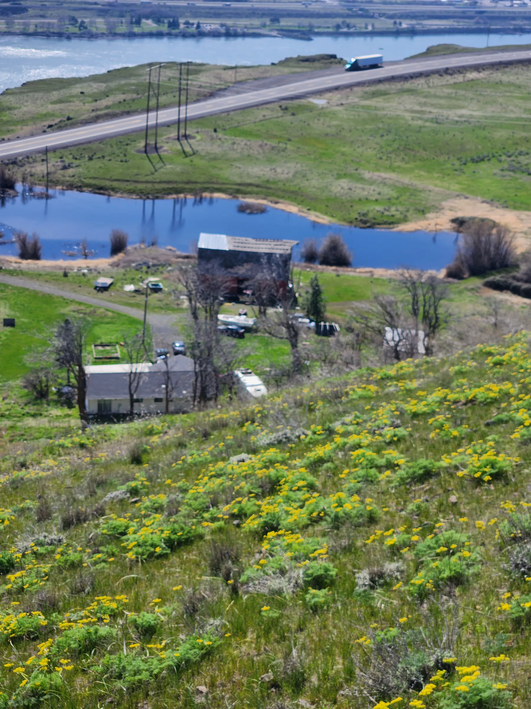 Yellow spring wildflowers covering the hillside above Cliffside Ranch and the Columbia River
